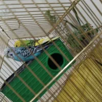 یک جفت مرغ عشق آماده تخم گذاری|پرنده|چهاردانگه (تهران), |دیوار