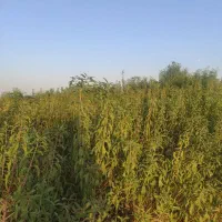 نهال بادام مامایی|گل و گیاه طبیعی|مبارکه, |دیوار
