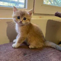 گربه اسکاتیش ماده و بریتیش نر|گربه|پردیس, فاز ۱۱|دیوار