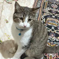 واگذاری گربه