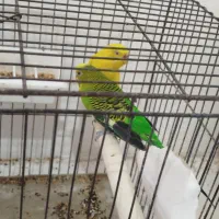 یه جفت مرغ عشق نرو ماده