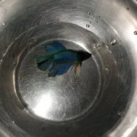 ماهی فایتر و زبرا و پلاتی