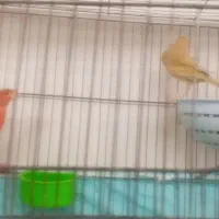 قیمت ۳۵۰۰تومان