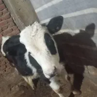 گاو ۹ ماه نر|حیوانات مزرعه|سراجو, |دیوار