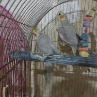 عروس هلندی جفت مولد|پرنده|ساوه, |دیوار