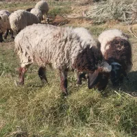 ۸ تا میش ماده چاق مالداری دو قلوزا یکی نر|حیوانات مزرعه|ایرانشهر, |دیوار