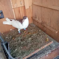 ....|پرنده|شوش, |دیوار