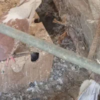 کبوتر|پرنده|مود, |دیوار