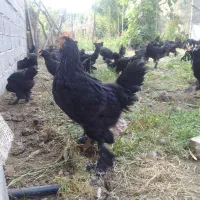 فروش خروس و مرغ مرندی پا پر  کامل مشکی