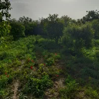 فروش-باغ-500-متری-حشمت-آباد