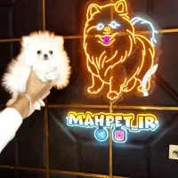 سگ جیبی /// پامرانین خرسی عروسکی توی پودل شیتزوفلت