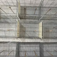 قفس و لوازم پرنده