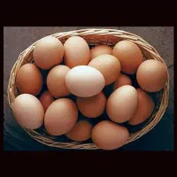 تخم مرغ محلی