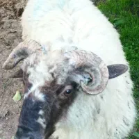 گوسفندنرنزری قربانی۳۰کیلو