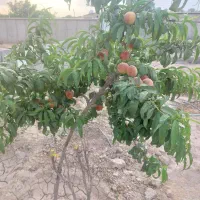 باغ 450 متری|فروش زمین و ملک کلنگی|محمدشهر, عباس آباد|دیوار