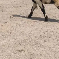 سلام فروش پنج عدد کهره و بز