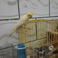 فروش جفت عروس پاریس مولد ودستی|پرنده|سوسنگرد, |دیوار