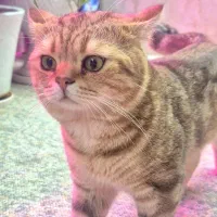 بریتیش|گربه|اهواز, کوی علوی|دیوار