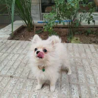 پامرخرسی اصیل|سگ|شاهینشهر, گزبرخوار|دیوار