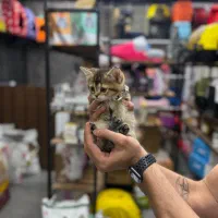 توله عروسکه زنده