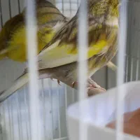 قناری گلاستر اورجینال.|پرنده|محمودآباد, |دیوار