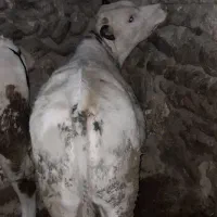 گوساله های بلژیک سیمنتال هلشتاین