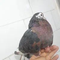 سرورماده|پرنده|مسجد سلیمان, |دیوار