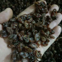 کشمش مویز