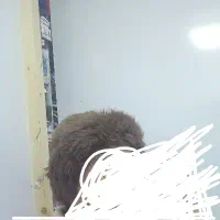 کلاه روسی دخترونه گمشده درمحدوده اسلام اباد