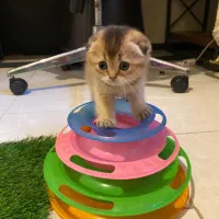 گربه اسکاتیش ماده و بریتیش نر|گربه|پردیس, فاز ۱۱|دیوار