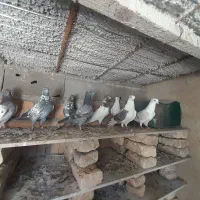 کبوتر|پرنده|مینودشت, |دیوار