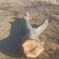 خرید چوب قطع درخت و هرس|خدمات باغبانی و درختکاری|چناران, |دیوار