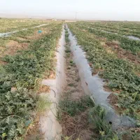 اجاره زمین کشاورزی/25 هکتار/چاه برقی/شهرستان سرخس|اجارهٔ دفتر صنعتی، کشاورزی، تجاری|مشهد, فرودگاه|دیوار