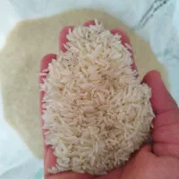 برنج طارم هاشمی دوباره کشت