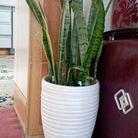 گل سانسوریا دو رنگ|گل و گیاه طبیعی|بهمن صغاد, |دیوار