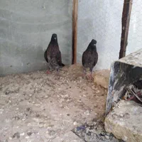 کبوتر پرشی|پرنده|اصفهان, امین‌آباد|دیوار
