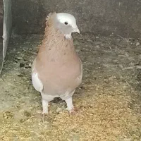 طوقی کفتر کبوتر