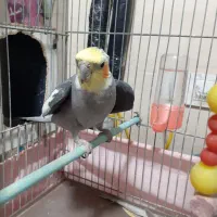 عروس هلندی سخنگو وآهویی ماده