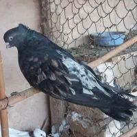 سرورآتشی|پرنده|کبودرآهنگ, |دیوار