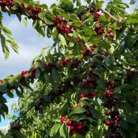 نهالستان انواع رقم های اقتصادی و پربار|خدمات باغبانی و درختکاری|میانه, |دیوار