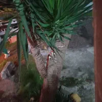 گل یوکا|گل و گیاه طبیعی|خمام, |دیوار