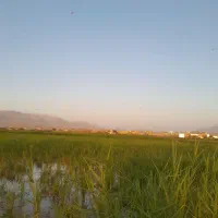 برنج طارم