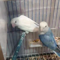 طوطی برزیلی