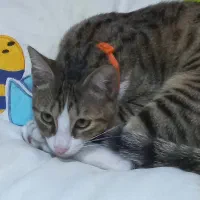 لئو بچه گربه مهربون و بازیگوش|گربه|رشت, منظریه|دیوار