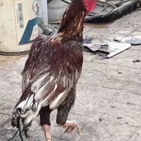 خروس و دوتا مرغ|حیوانات مزرعه|چابهار, |دیوار