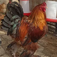 مرغ و خروس  برهما آمریکایی