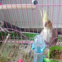 عروس هلندی نر و ماده