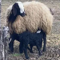 مجَموعه گوسفند شال میش اصلاح شده بره ها seute