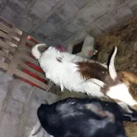 بز مری ماده مخصوص قربانی و مال داری یک ساله