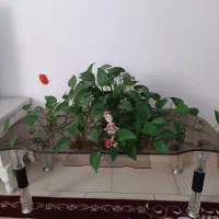 فروش گل پتوس